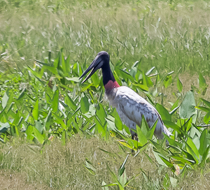 Jabiru Stork, Near the Nariva Swamp, Trinidad